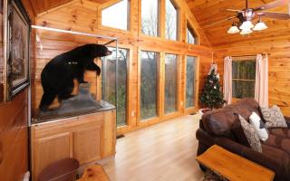 Snuggly Bear Cabin - Gatlinburg - 3