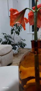 Vera Home - 3