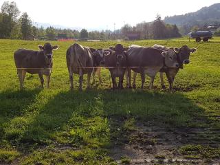 Heulandhof - Bad Hindelang - 4