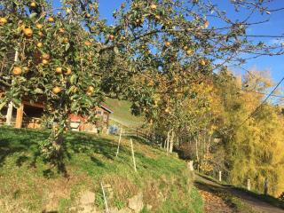 Gite de la Ferme de la Bouille - Sainte-Croix-aux-Mines - 5