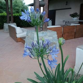 Villa Ines - Terranuova Bracciolini - 7