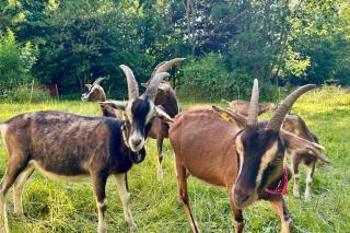 Kutscherhaus am Herrenhaus Bauer - 4