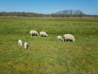 Authentic villa near Amsterdam and nature - Ons Belang - 8