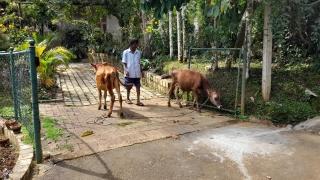 Dew Lee Homestay & Farm House - Ella - 0