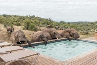 Isambane Camp - Balule Game Reserve - 7