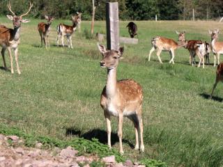 Kienbronnerhof - Schiltach - 2