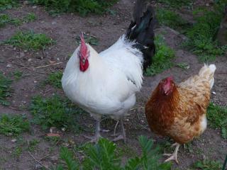 Kienbronnerhof - Schiltach - 4