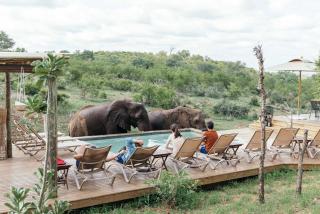 Isambane Camp - Balule Game Reserve - 0
