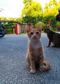 安朔石家莊 - - 4