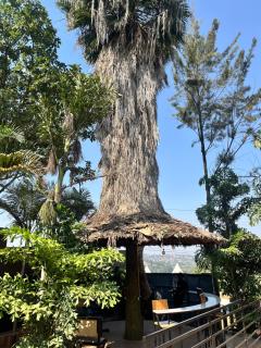 Roots House - Kigali - 5