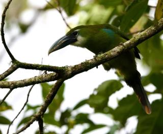 Jungle Lodge Quillabamba All included - 3