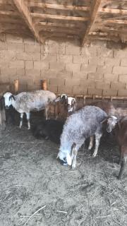 Koi sary - - 2