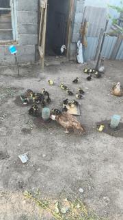 Koi sary - - 1