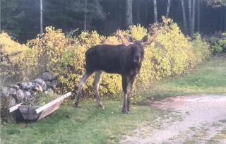 Pet Friendly Home In Stillingsön - 2