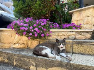 Apartment Sozopol Dreams - 8