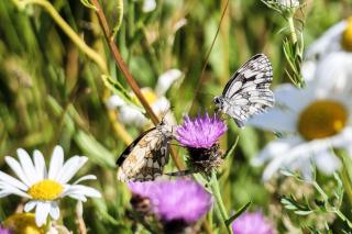 Hogchester Meadow Pods - Charmouth - 6