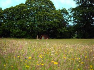 Hogchester Meadow Pods - Charmouth - 9