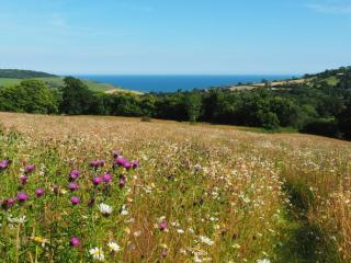 Hogchester Meadow Pods - Charmouth - 7