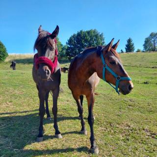 Happy Horse Sosnowa Góra - 8