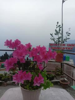 Winter Inn Homestay - Lava - 2