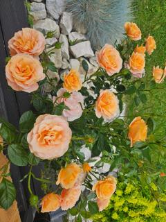 Willa Spokojne Wzgórze - 7