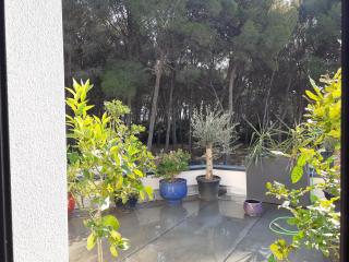 Pin D'Epice - Balaruc-les-Bains - 6