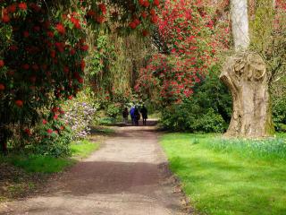 Orchard Cottage - Uk12525 - Garlieston - 1