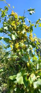 Berdufi GuestHouse - - 8