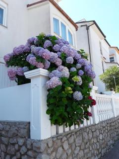 Wohnung In Mali Lošinj - Mali Lošinj (Lussinpiccolo) - 6