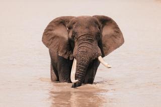 Elephant Walk Tented Camp - Komatipoort - 8