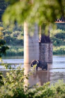 Elephant Walk Tented Camp - Komatipoort - 9