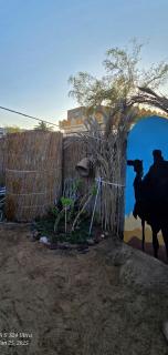 Dahab house home - 8