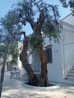 Appartamenti Luce di Puglia - 7