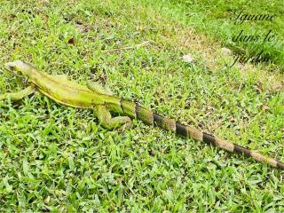 Gitadeshaies Grande Anse - Deshaies - 6
