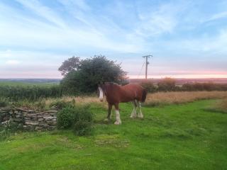 Sunset Cabin - Ormskirk - 3