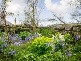 Teal - Llangennith - 3