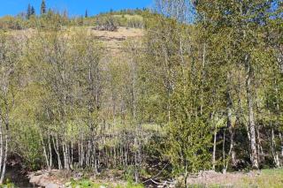 Cozy Cabin, near Mosier and Hood River - Mosier - 1