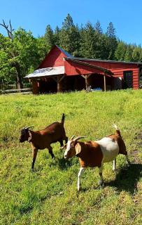 Farm House / duplex on Mosier Creek - Mosier - 3