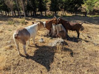Tiny Farmhouse/duplex - Mosier - 9