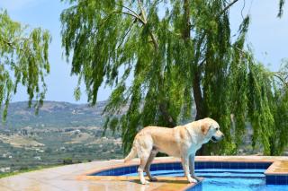 Aspalathos Villas - 6