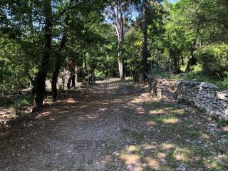 Cipressi - Zaneca - 2