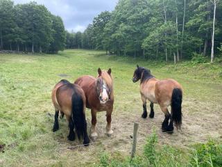 4 person holiday home in Nösund - 4