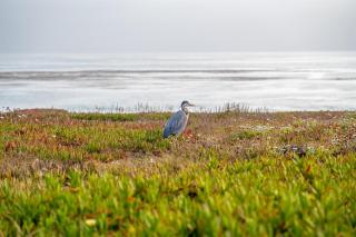 Blue Haven-Oceanfront Stay Near Cambria & Beaches - San Simeon - 9