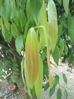Vamoose Bichitrita - Santiniketan - 6