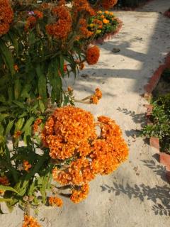 Vamoose Bichitrita - Santiniketan - 1