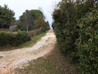 SAVUDRIJA Alberi - 1
