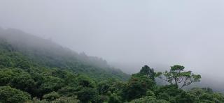 White Orchid - Madikeri - 6