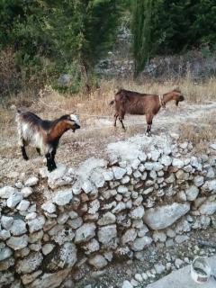 Mimi's - Palasë - 1