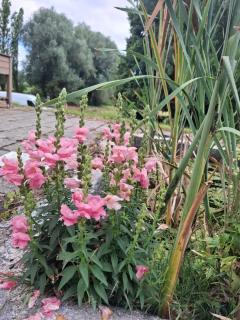 Secret garden - - 1