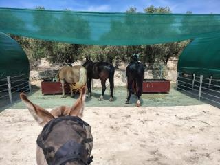 Bed & Horses, Casa La Piñera - Calasparra - 2